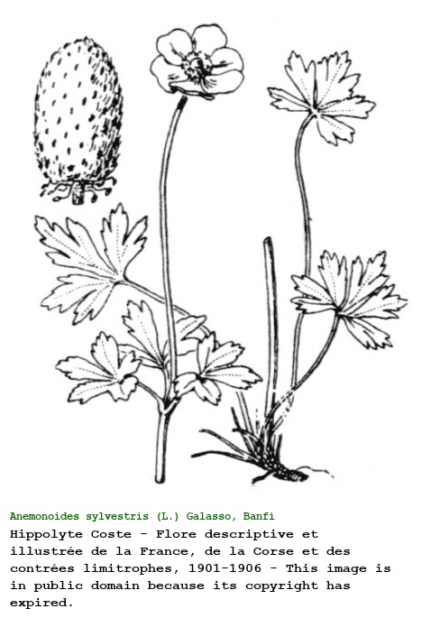 Anemonoides sylvestris (L.) Galasso, Banfi & Soldano